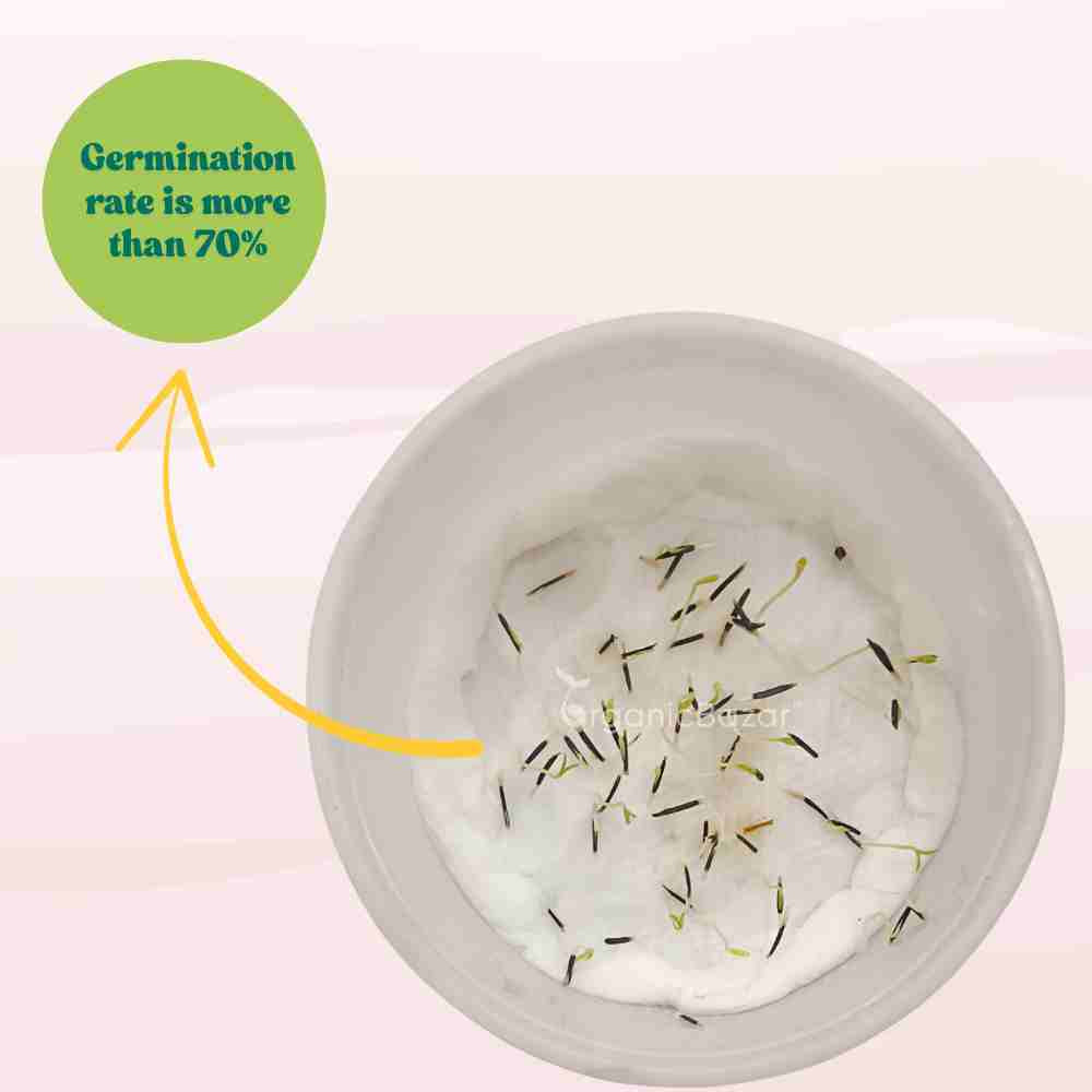 Marigold (Genda) Kolkata Round Ball Yellow Seeds (50 Seeds) (गेंदा के बीज) High Germination/ Easy To grow/ Perfect for pots, balconies, or Terrace gardens