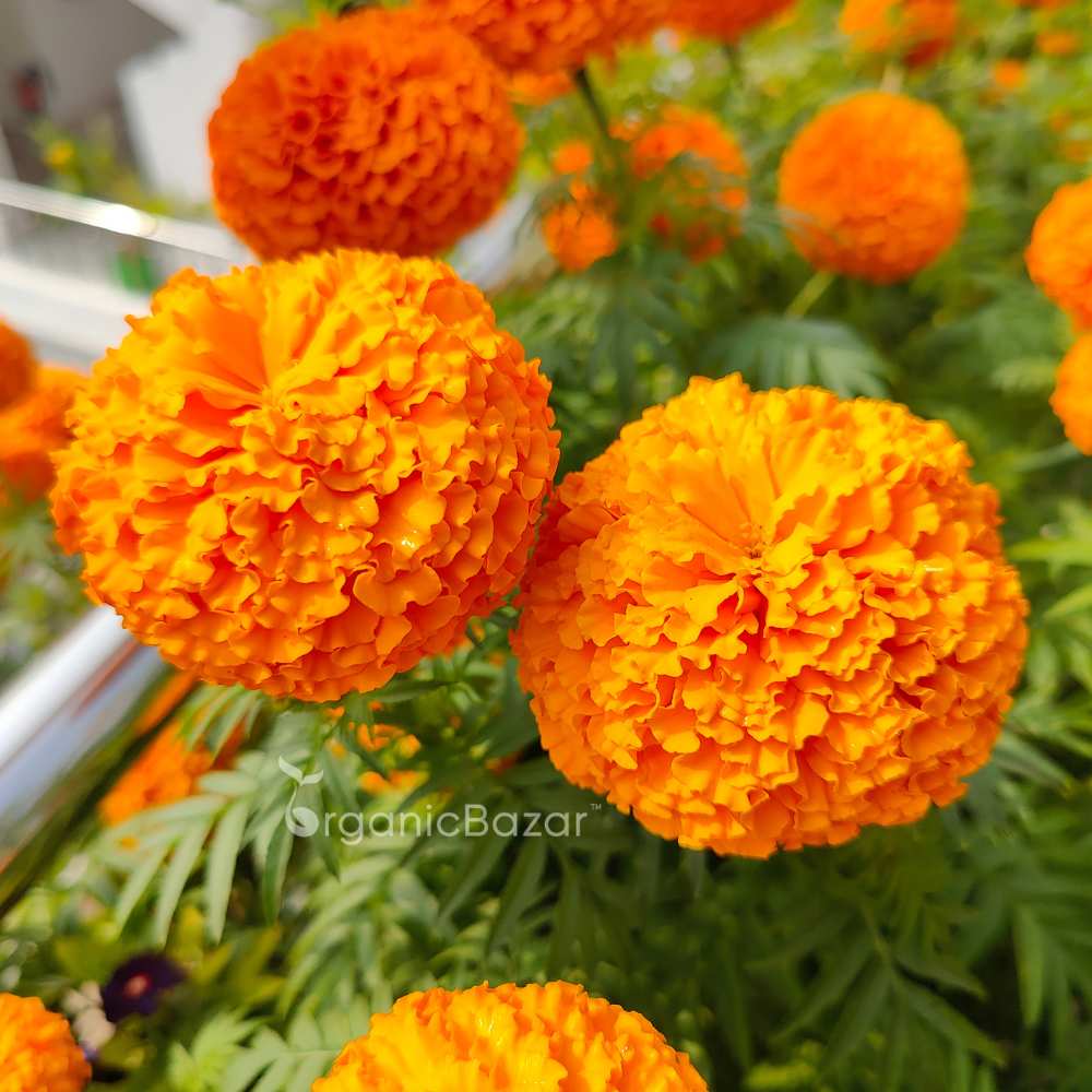 Marigold (Genda) Kolkata Round Ball Seeds - 50 Seeds (गेंदा के बीज) High Germination/ Easy To grow/ Perfect for pots, balconies, or Terrace gardens