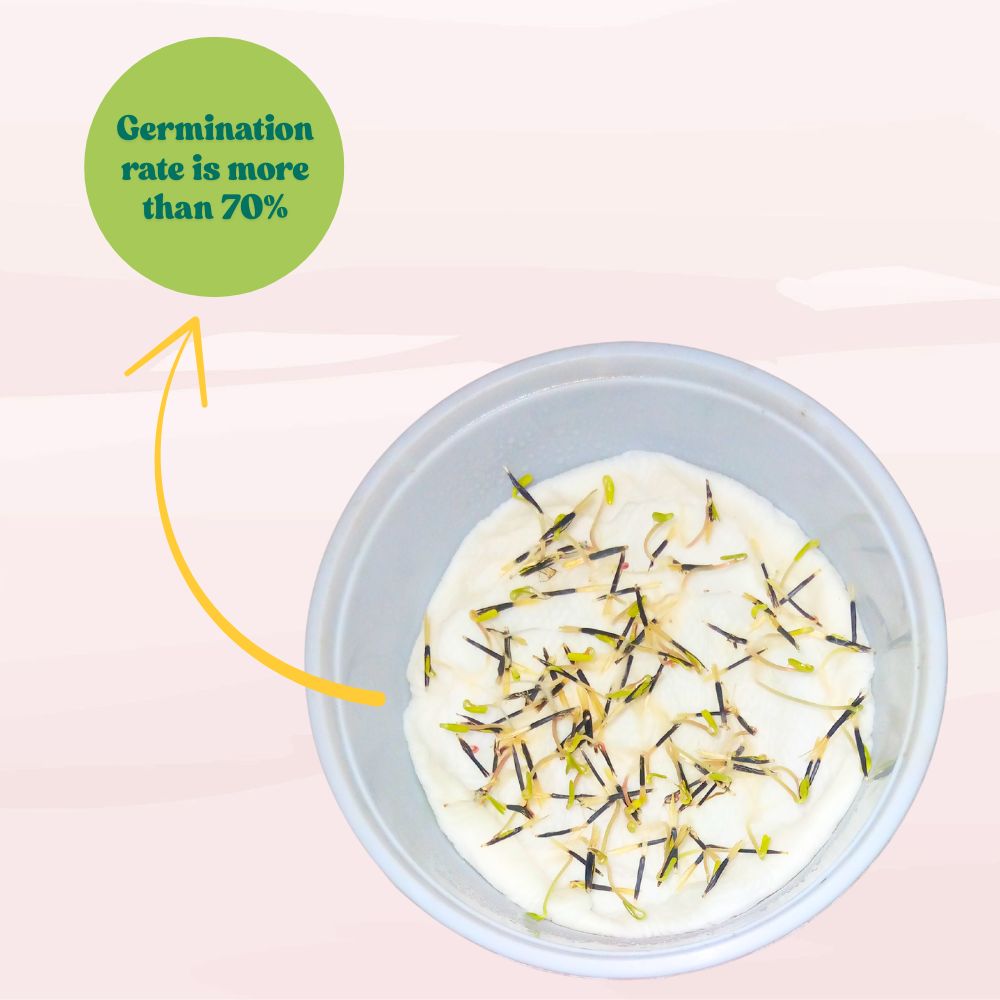 Marigold Mixed Color Seeds - 100 Seeds (Genda/ गेंदा के बीज) High Germination/ Easy To grow/ Perfect for pots, balconies, or Terrace gardens