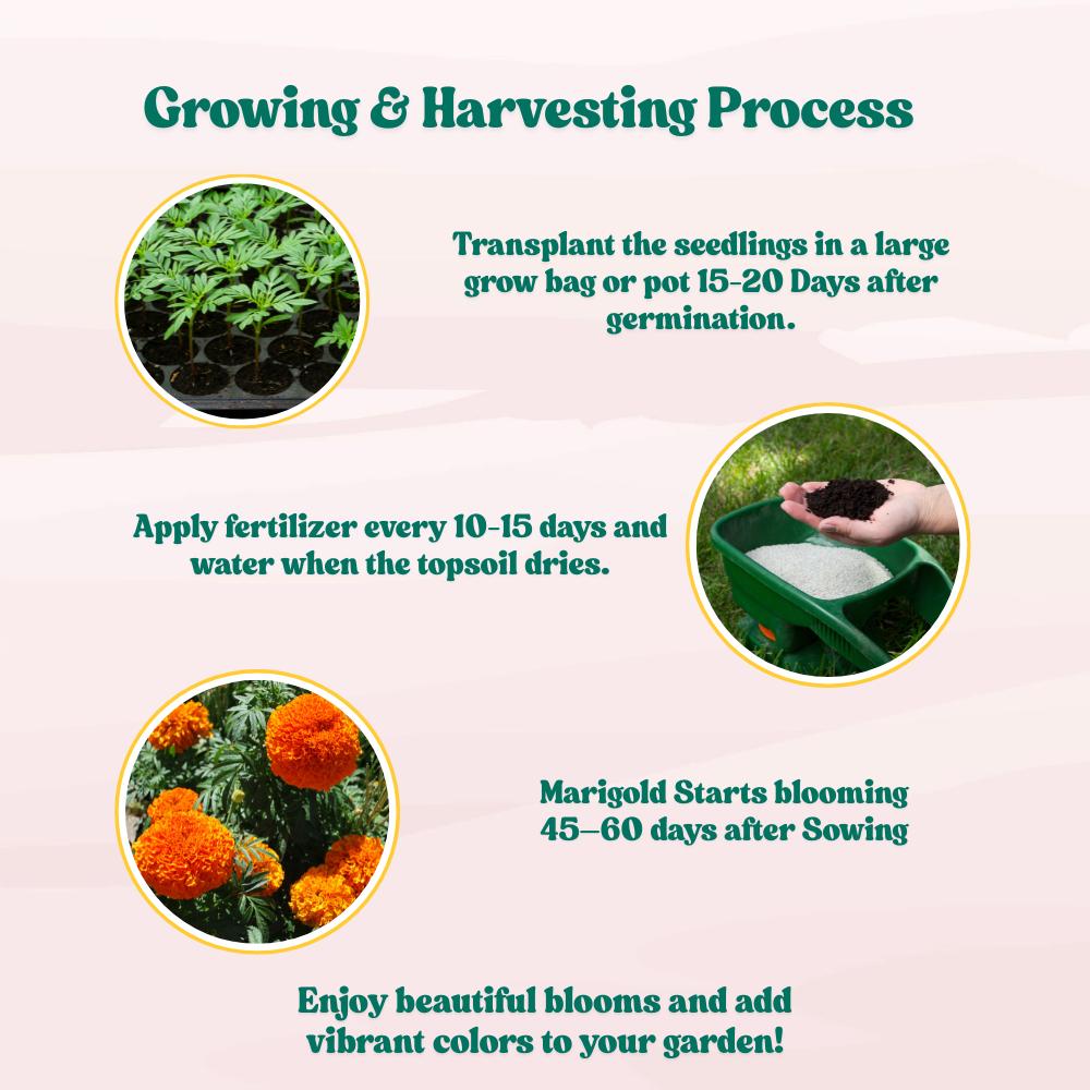 Marigold Orange Flower Seeds - 100 Seeds (Genda/ गेंदा के बीज) High Germination/ Easy To grow/ Perfect for pots, balconies, or Terrace gardens