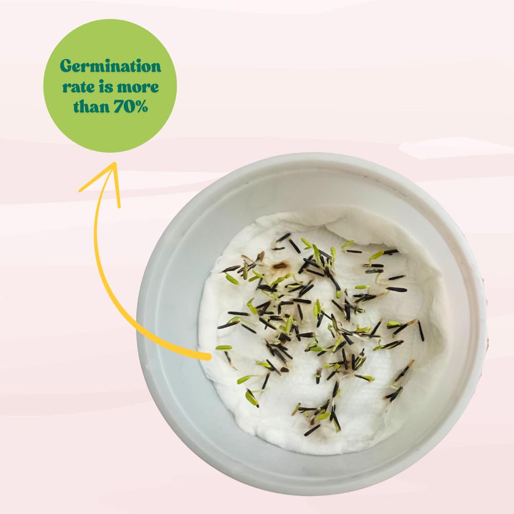 Marigold Orange Flower Seeds - 100 Seeds (Genda/ गेंदा के बीज) High Germination/ Easy To grow/ Perfect for pots, balconies, or Terrace gardens