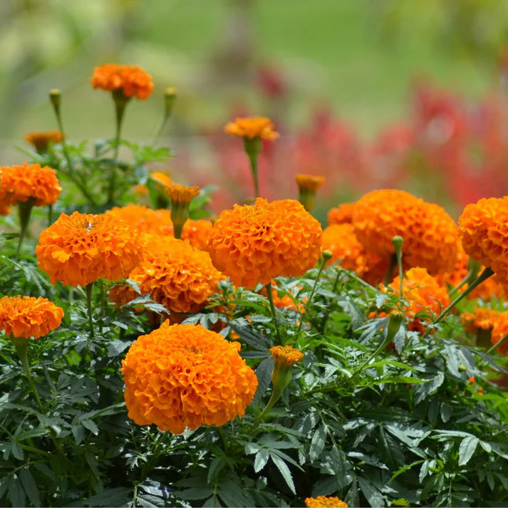 Marigold Orange Flower Seeds - 100 Seeds (Genda/ गेंदा के बीज) High Germination/ Easy To grow/ Perfect for pots, balconies, or Terrace gardens
