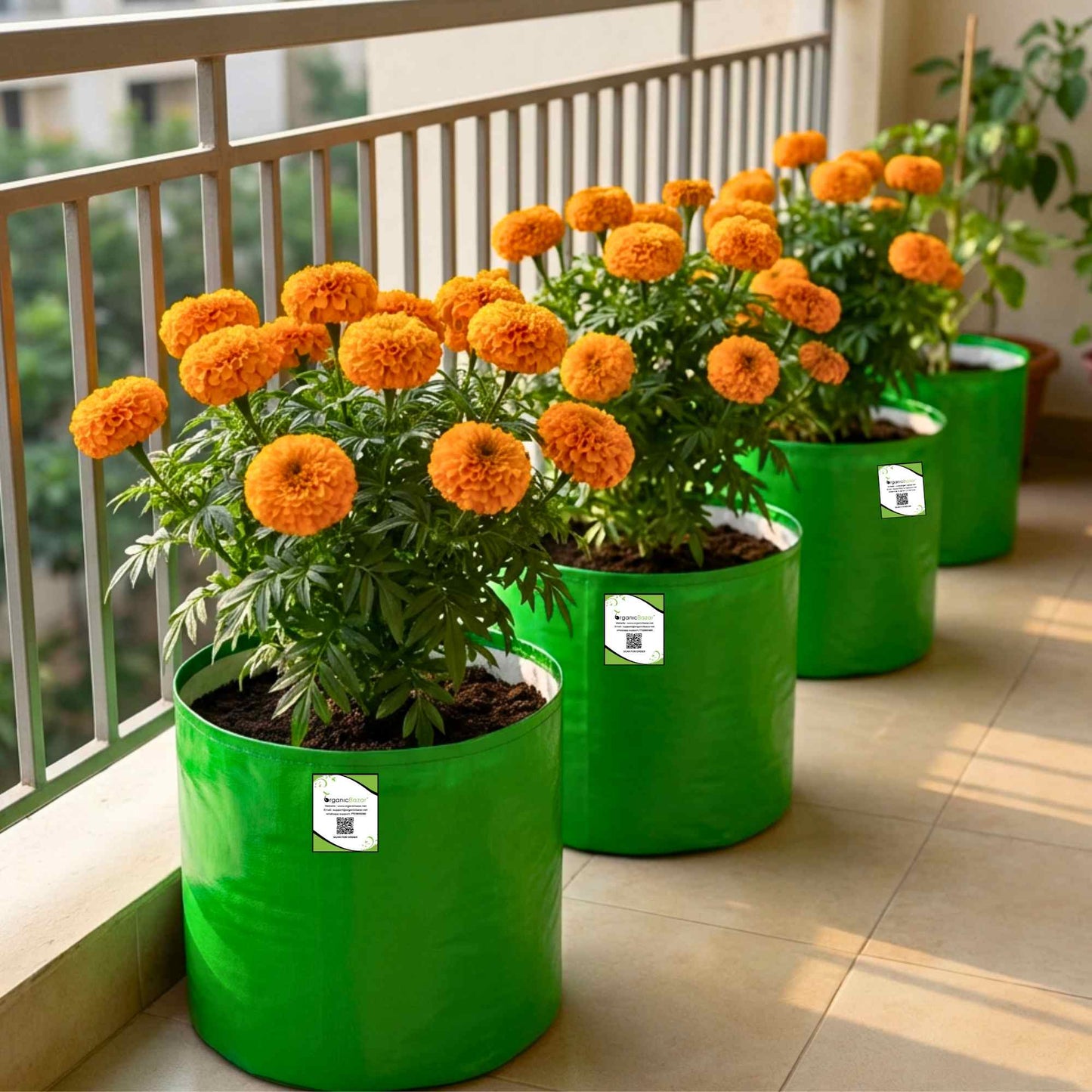 Marigold Orange Flower Seeds - 100 Seeds (Genda/ गेंदा के बीज) High Germination/ Easy To grow/ Perfect for pots, balconies, or Terrace gardens