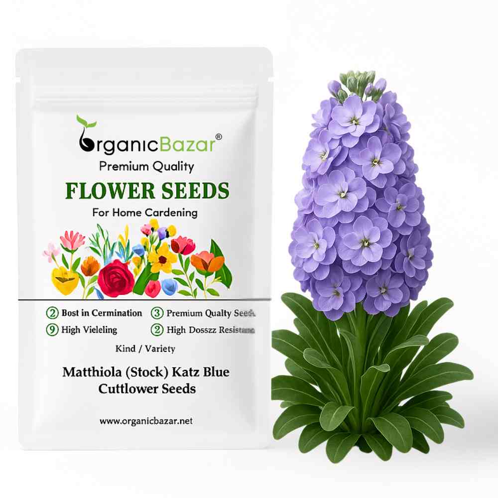 Matthiola (Stock) Katz Blue Cutflower Seeds (30 Seeds) High Germination/ Easy To grow/ Perfect for pots, balconies, or Terrace gardens