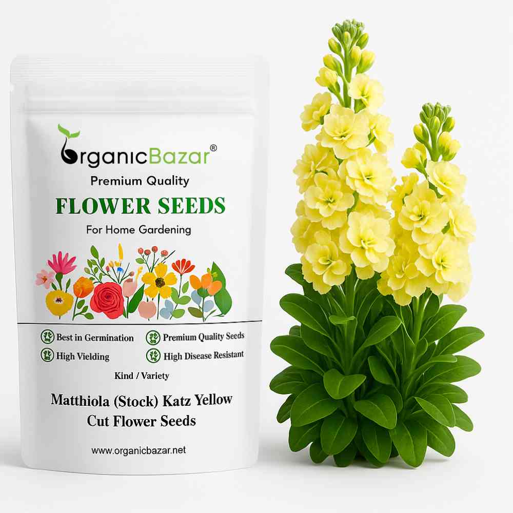 Matthiola (Stock) Katz Yellow Cut Flower Seeds (30 Seeds) High Germina –  Organicbazar