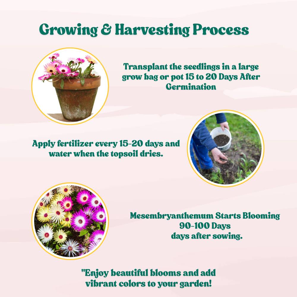 Mesembryanthemum Mix Seeds (400 Seeds) Easy To Grow, High Germination, Perfect for pots, balconies, or Terrace gardens