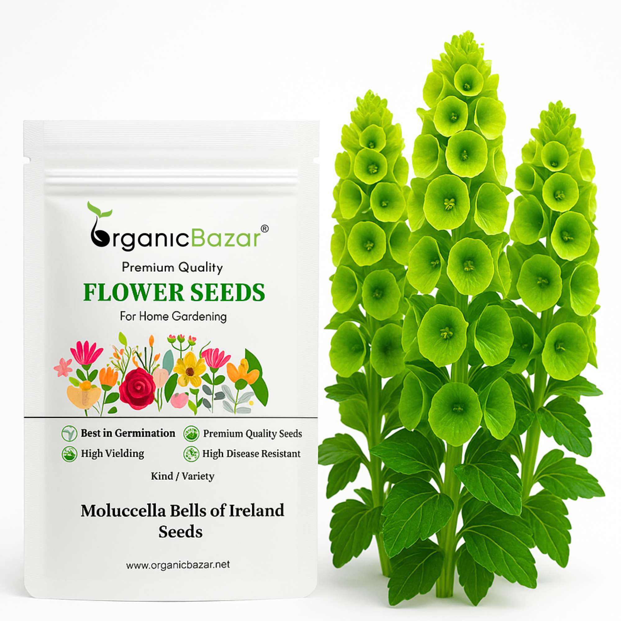 bells of ireland flower seeds Buy best quality Molucella Bells of Ireland Seeds – Organicbazar