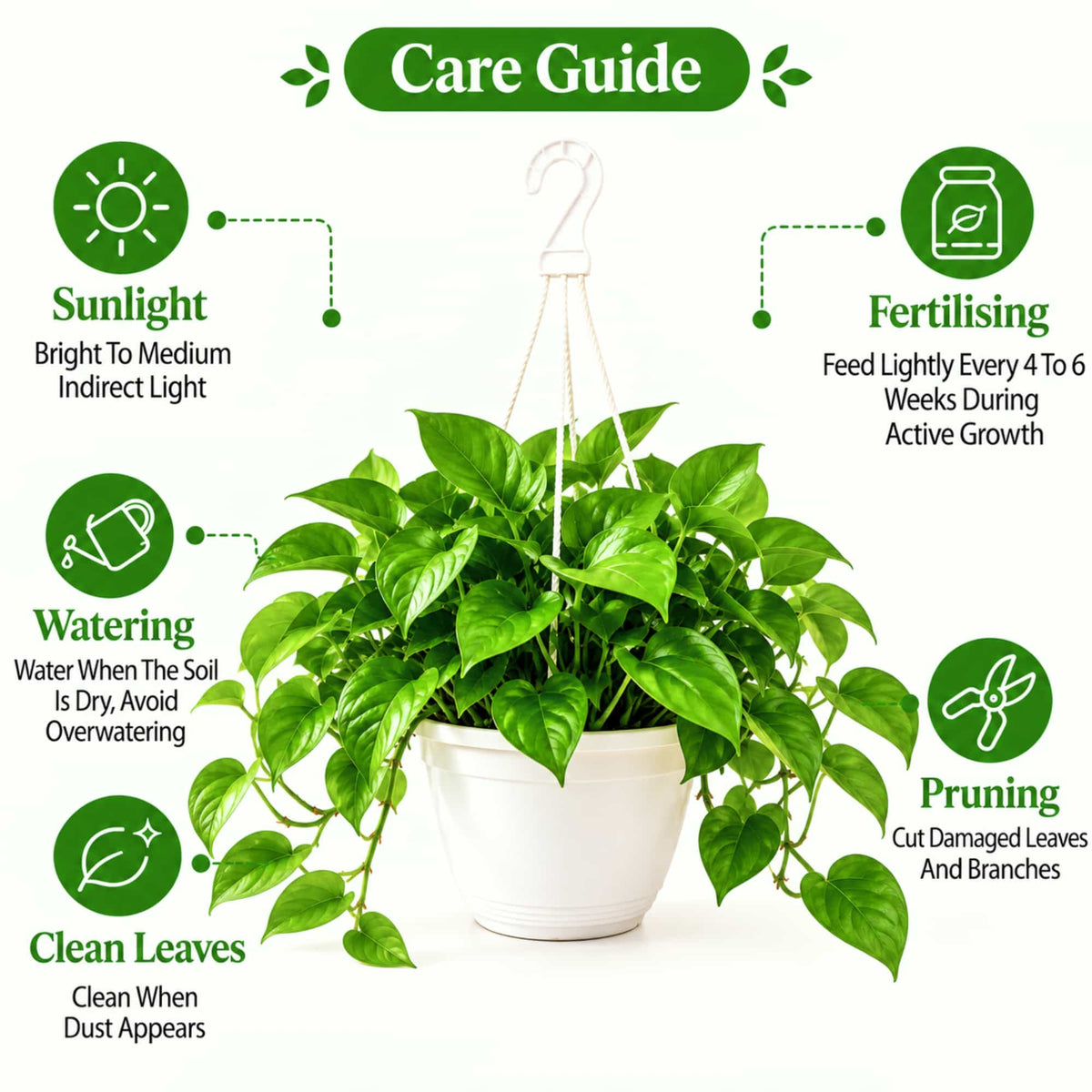 Money Plant Green Live Plant with Hanging Pot