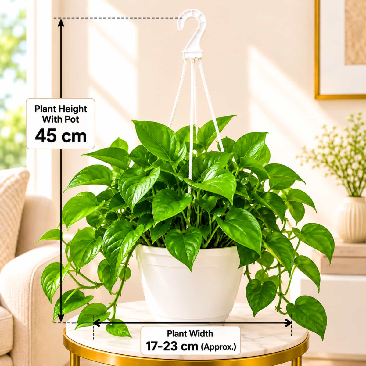 Money Plant Green Live Plant with Hanging Pot