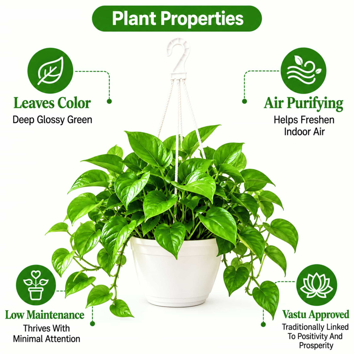 Money Plant Green Live Plant with Hanging Pot
