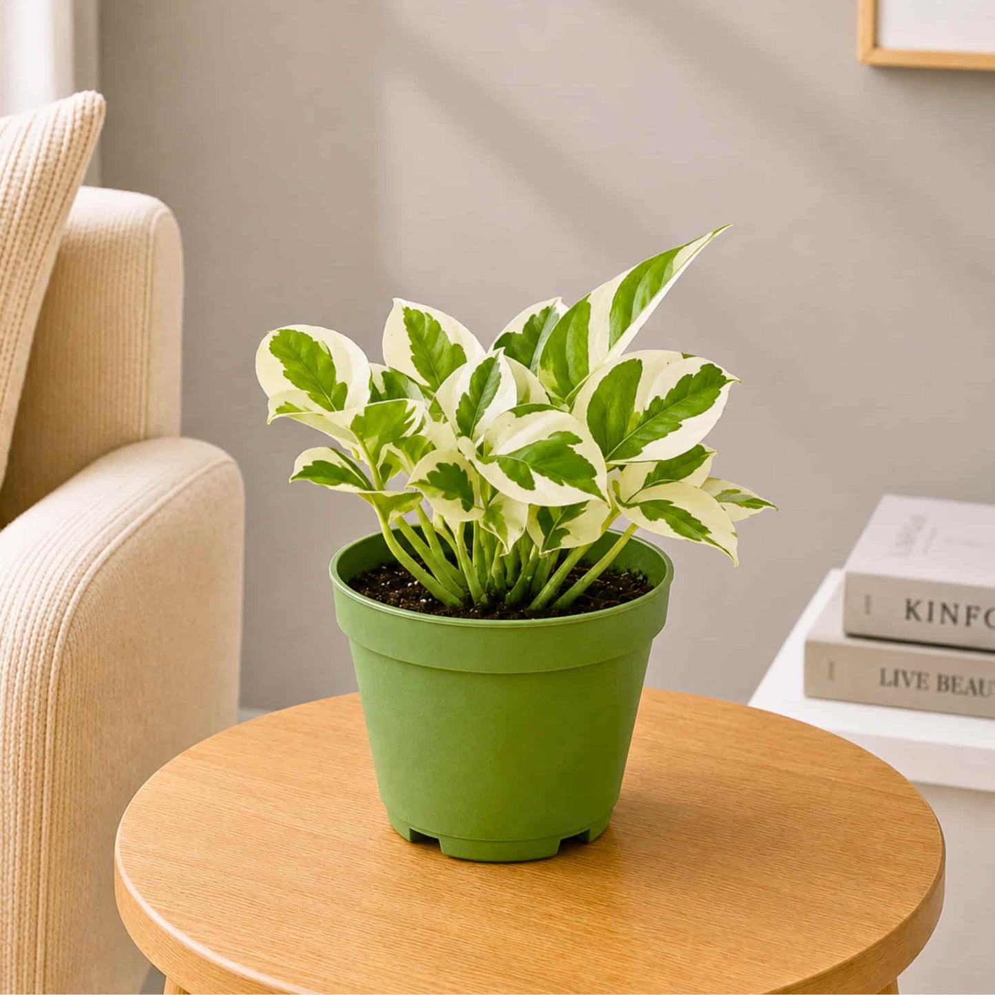 Money Plant Combo Pack of 4 - Green, Gold king, Neon & N'Joy Pothos | Live Air Purifying Plants