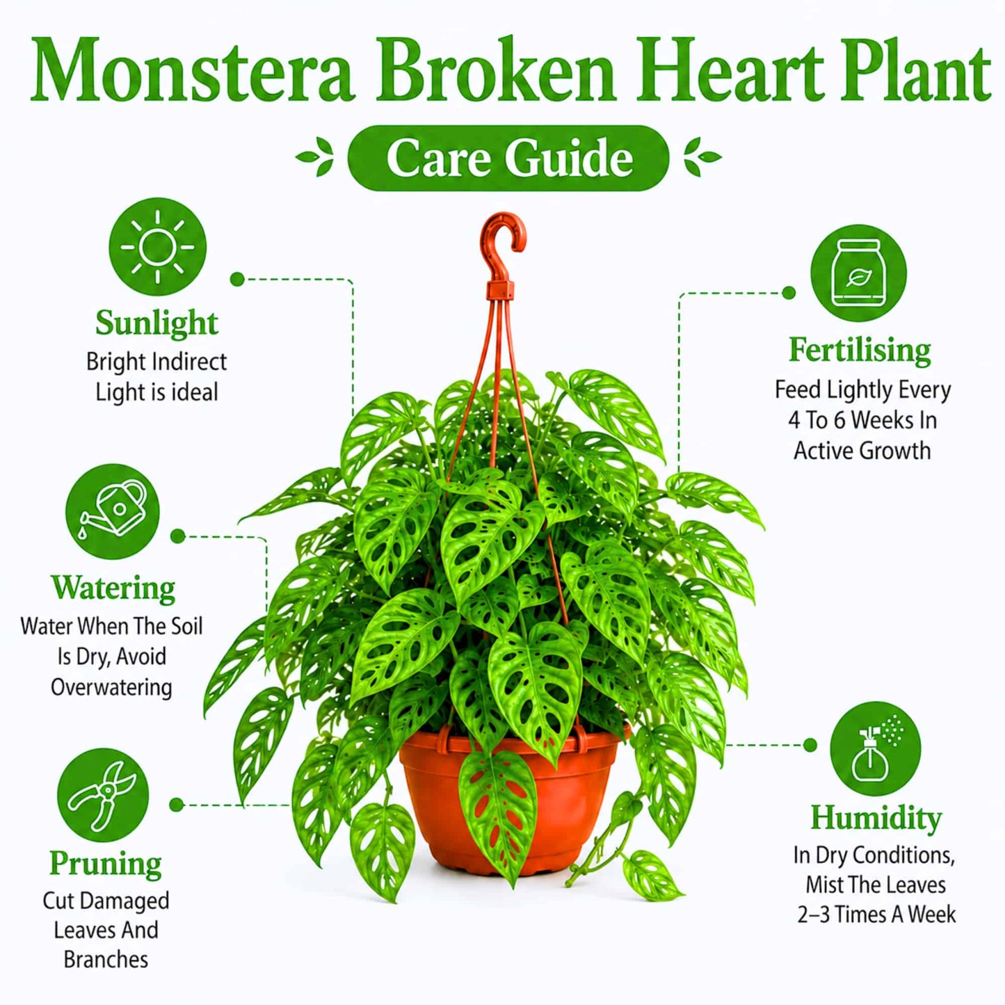 Monstera Adansonii (Swiss Cheese Vine) Live Plant with Hanging Basket