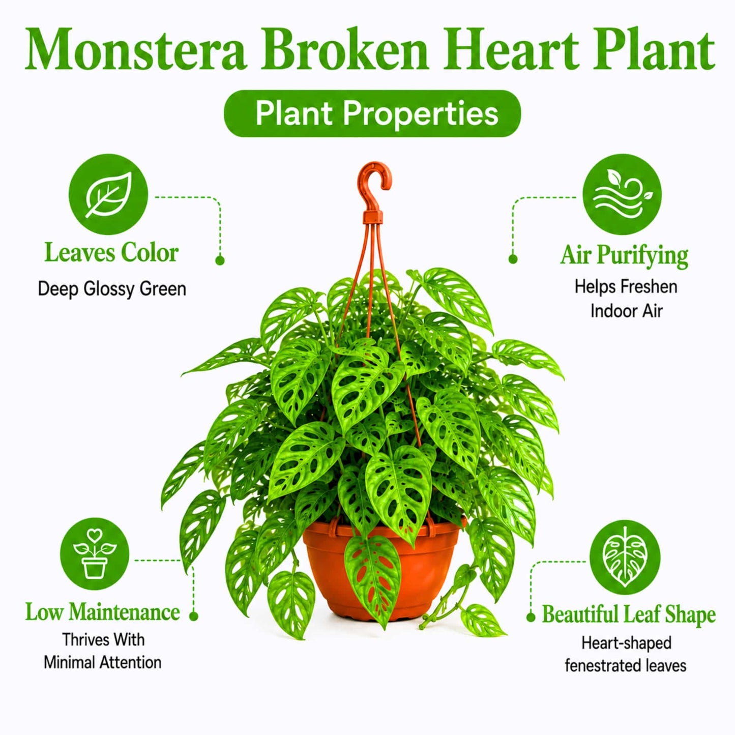 Monstera Adansonii (Swiss Cheese Vine) Live Plant with Hanging Basket