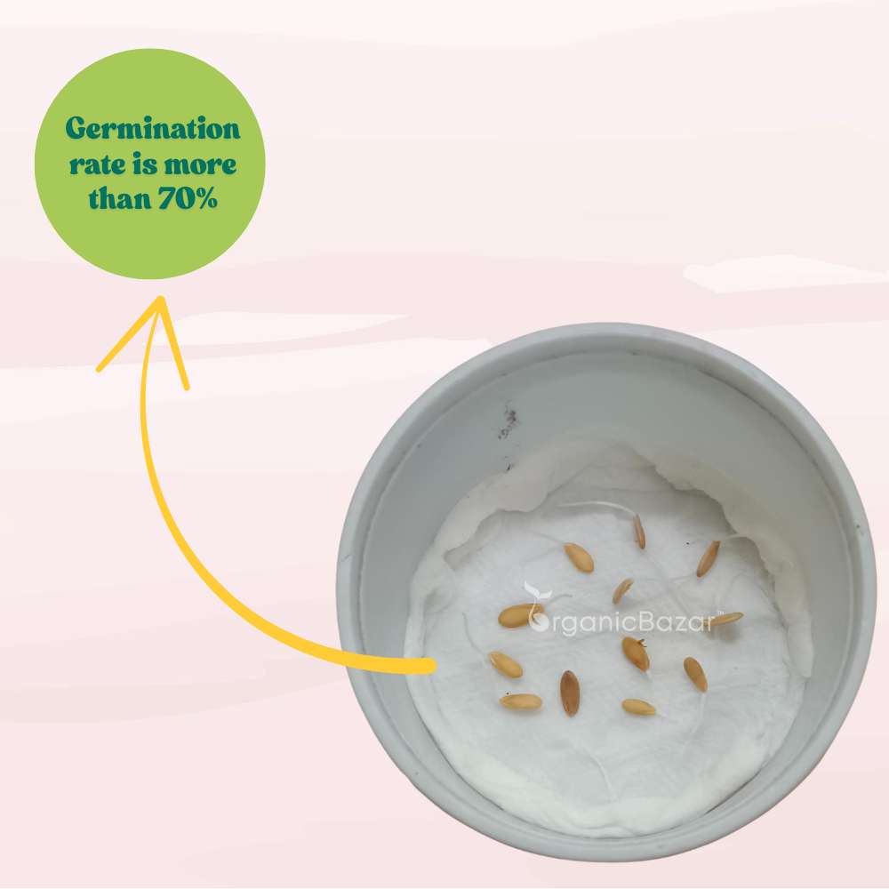 Musk Melon Round With Greenish Stripes F1 Hybrid Seeds (12 Seeds) Easy To grow, High Germination, High Yield Kharbooj Seeds for Home Gardening