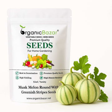 Musk Melon Round With Greenish Stripes F1 Hybrid Seeds (12 Seeds)
