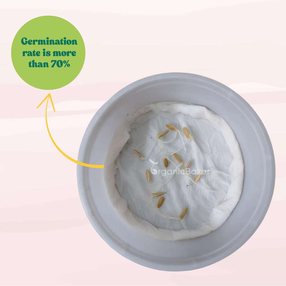 Musk Melon Round (With Small Cavity Flesh) Seeds (12 Seeds) Easy To grow, High Germination, High Yield Kharbooj Seeds for Home Gardening