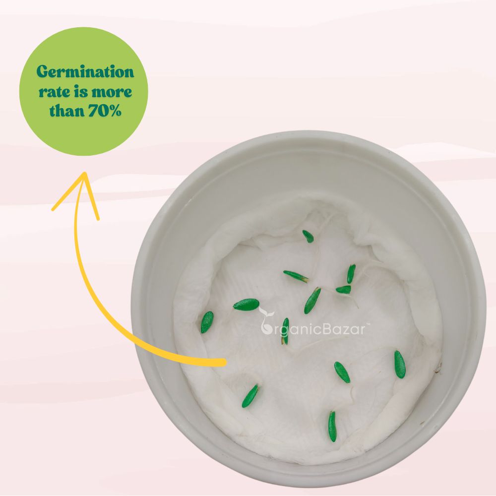 Musk Melon Seeds - 12 Seeds (kharabooja/खरबूजा के बीज) Easy To grow, High Germination, High Yield Kharbooj Seeds for Home Gardening