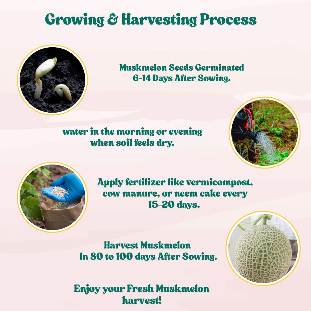 Musk Melon Seeds - 12 Seeds (kharabooja/खरबूजा के बीज) Easy To grow, High Germination, High Yield Kharbooj Seeds for Home Gardening
