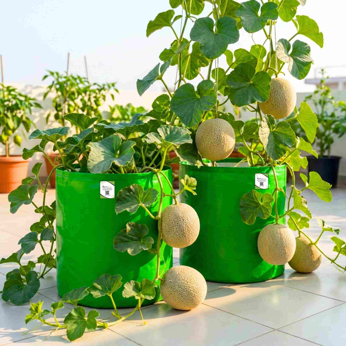 Musk Melon Seeds - 12 Seeds (kharabooja/खरबूजा के बीज) Easy To grow, High Germination, High Yield Kharbooj Seeds for Home Gardening