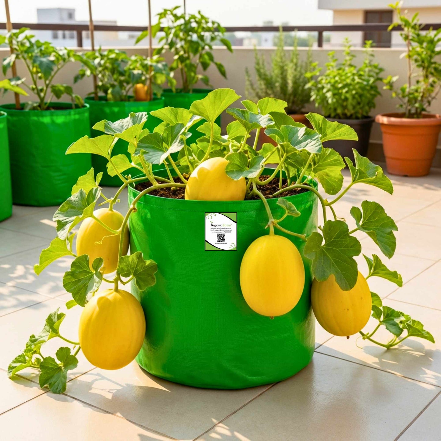 Muskmelon Yellow Seeds (12 Seeds) (kharbooja/ खरबूजा)