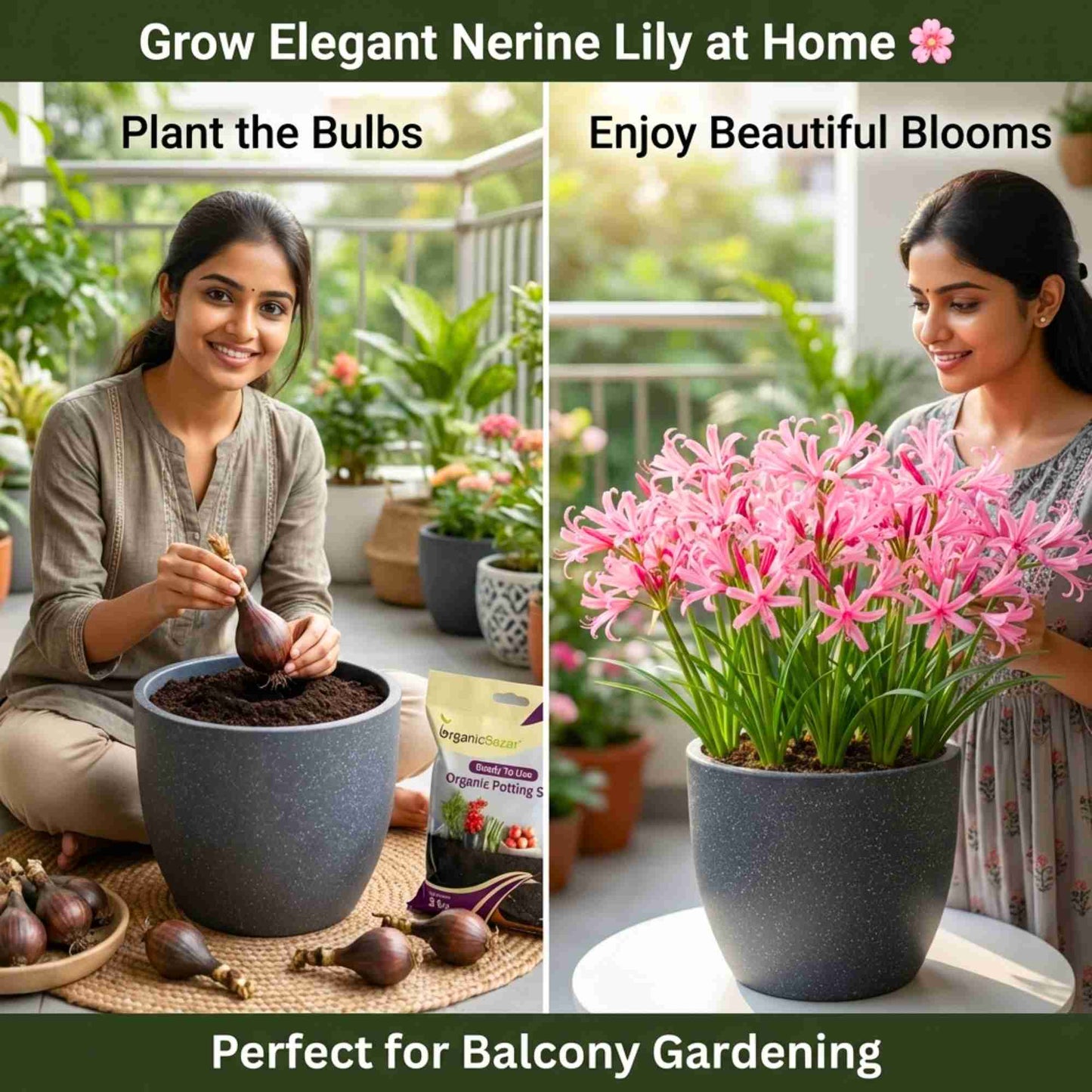 Nerine Lily Pink Flower Bulbs (05N) Guernsey Lily / Jersey Lily For Home Gardening