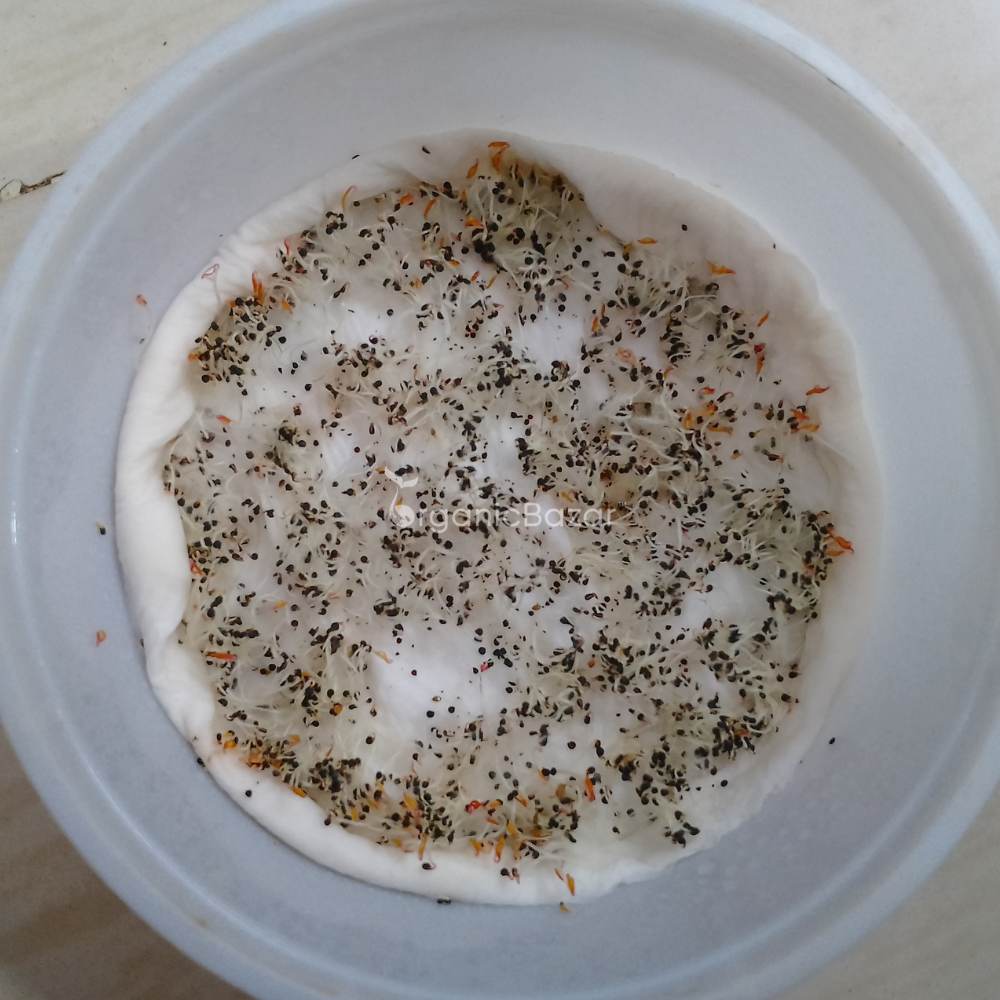 Noniya Saag or Kulfa Ki Bhaji Seeds - 5g (नोनिया साग/कुल्फा की भाजी)