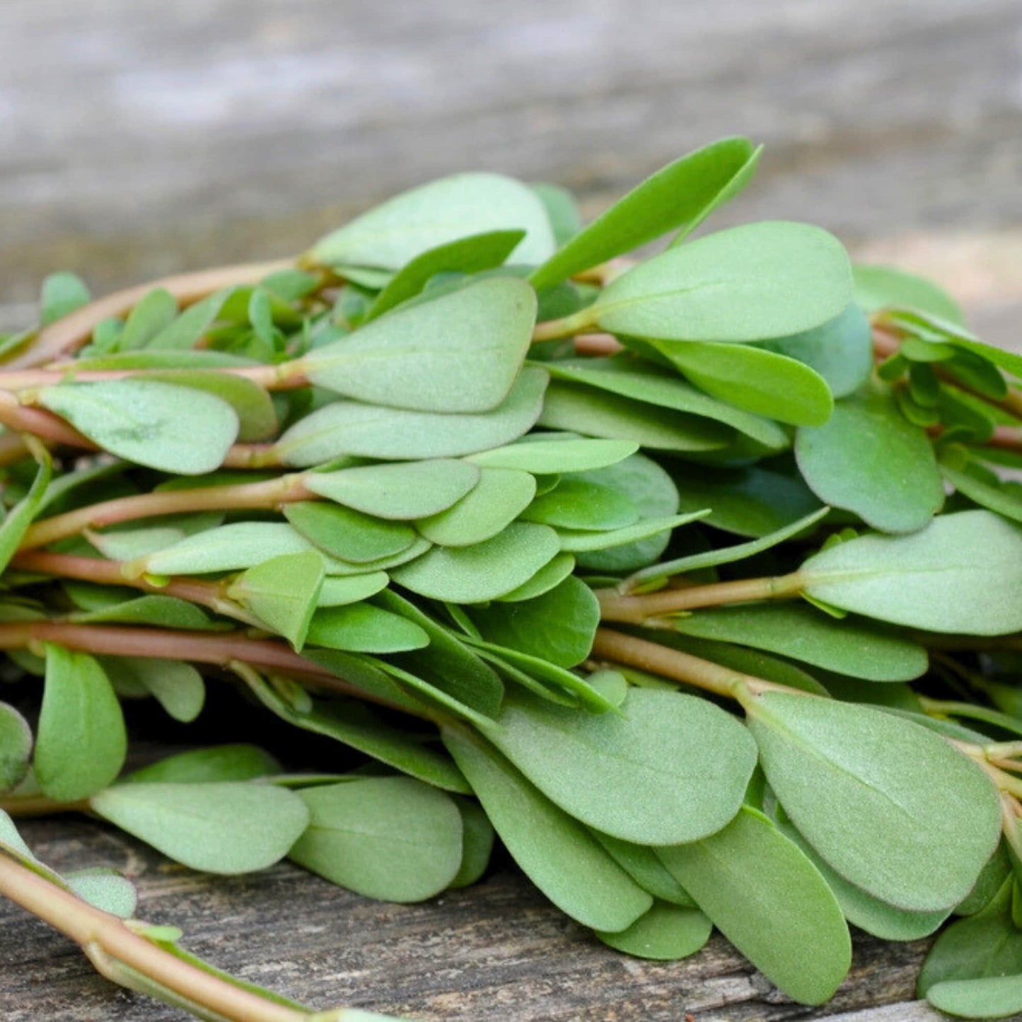 Noniya Saag or Kulfa Ki Bhaji Seeds - 5g (नोनिया साग/कुल्फा की भाजी)