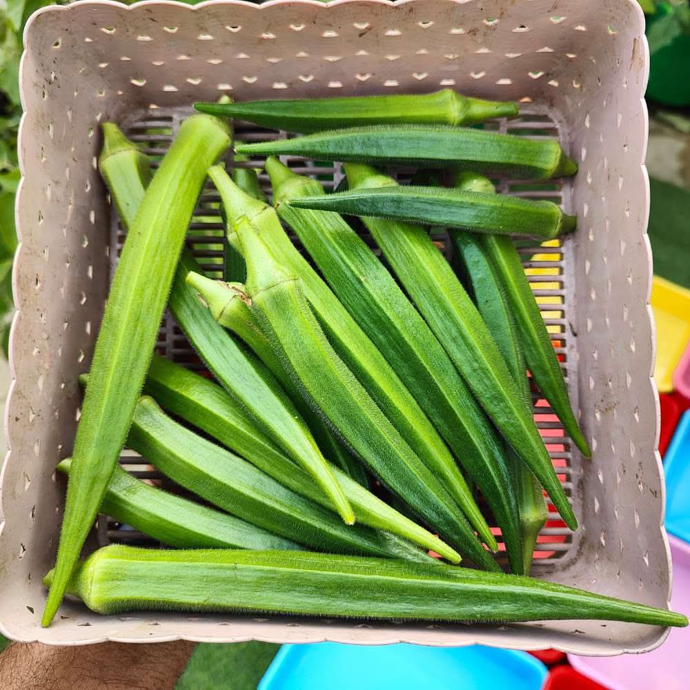 Okra or Lady Finger Hybrid (bhindi) Seeds - 50 Seeds (भिंडी के बीज) Easy To grow, High Germination, High Yield Okra Seeds for Home Gardening