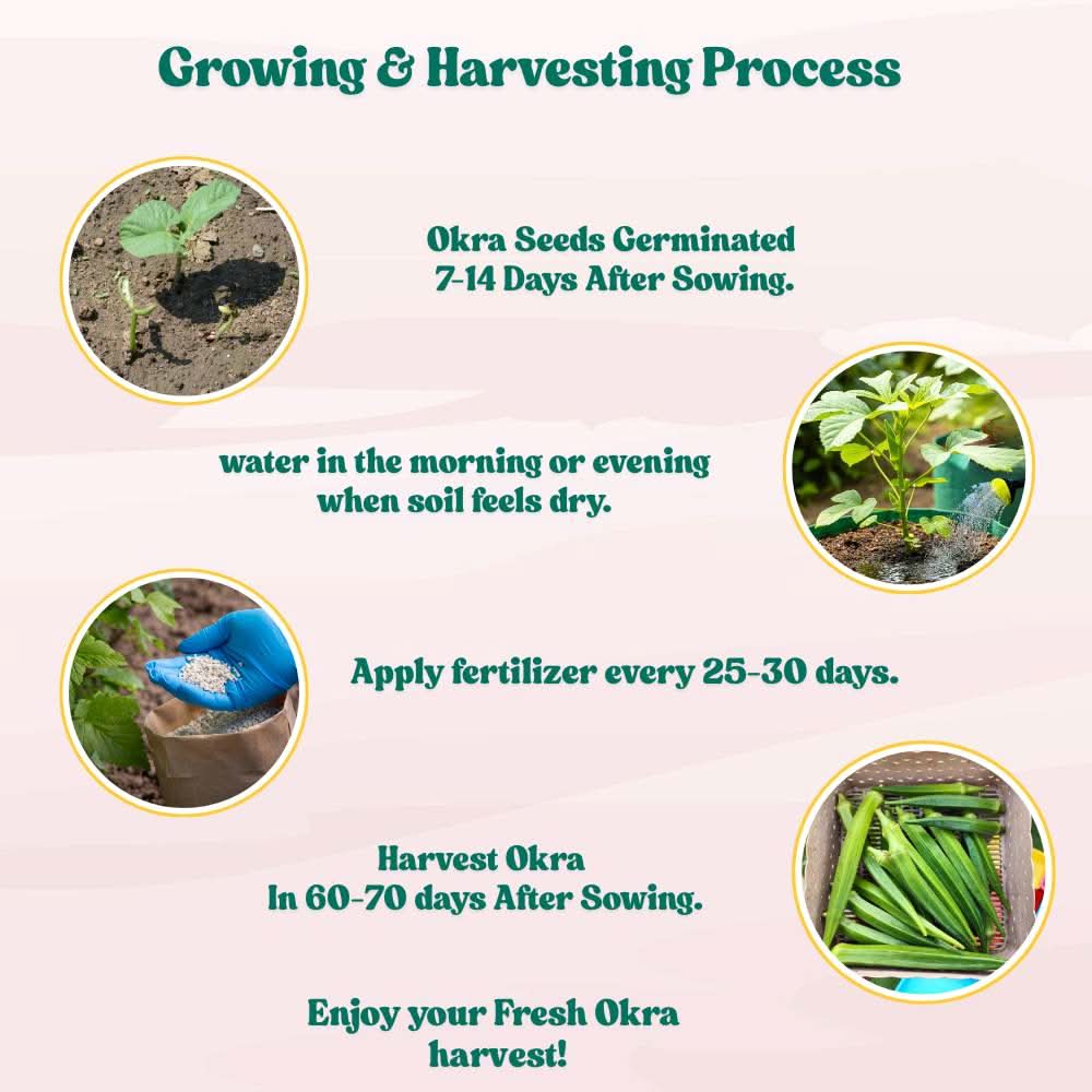 Okra or Lady Finger Hybrid (bhindi) Seeds - 50 Seeds (भिंडी के बीज) Easy To grow, High Germination, High Yield Okra Seeds for Home Gardening