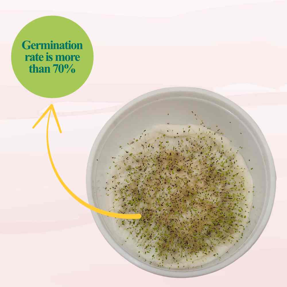Oregano Seeds - 200 Seeds (ओरिगैनो के बीज) High-Germination Herb Seeds for Pots, Balcony & Home Garden