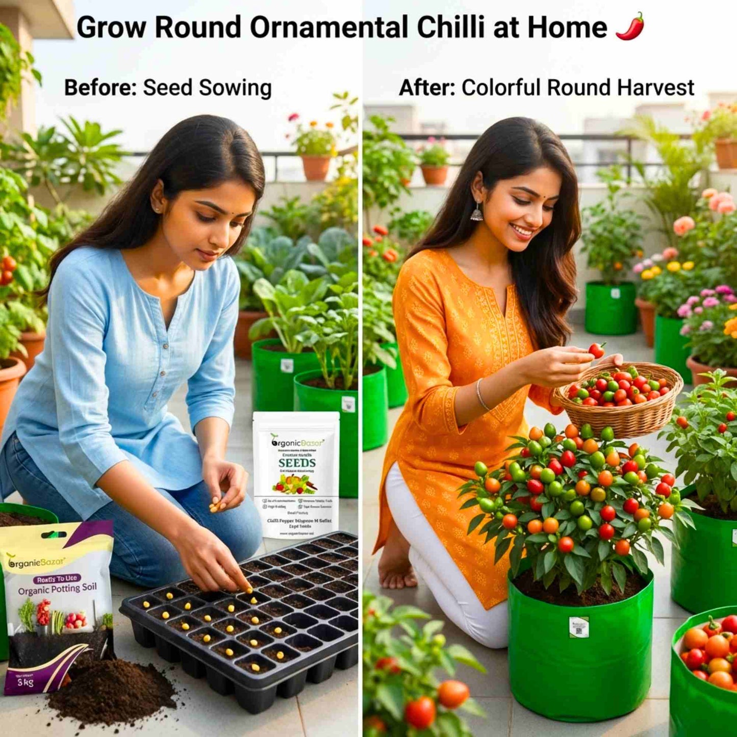 Ornamental Chilly Choice Round Mix Seeds - (50 Seeds) High Yield | High Germination | Best for Home Gardens (मिर्च के बीज)