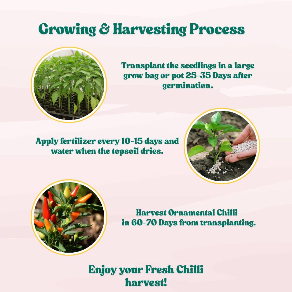 Ornamental Chilli/ Pepper Dwarf Mix Color Seeds - (10 Seeds) High Yield | High Germination | Ideal for indoor/outdoor use