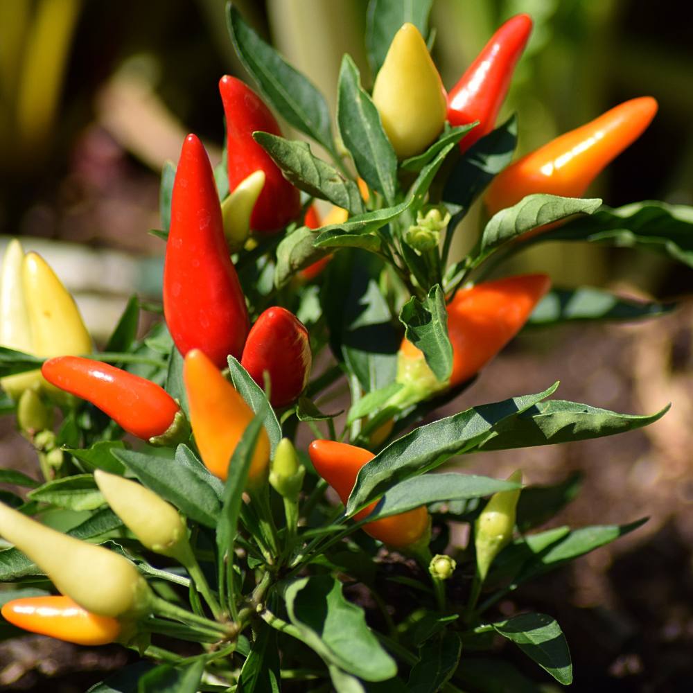 Ornamental Chilli/ Pepper Dwarf Mix Color Seeds - (10 Seeds) High Yield | High Germination | Ideal for indoor/outdoor use