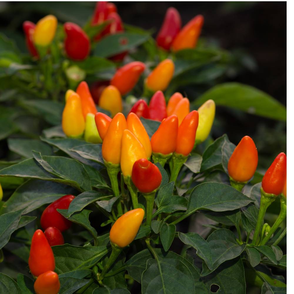 Ornamental Chilli/ Pepper Dwarf Mix Color Seeds - (10 Seeds) High Yield | High Germination | Ideal for indoor/outdoor use