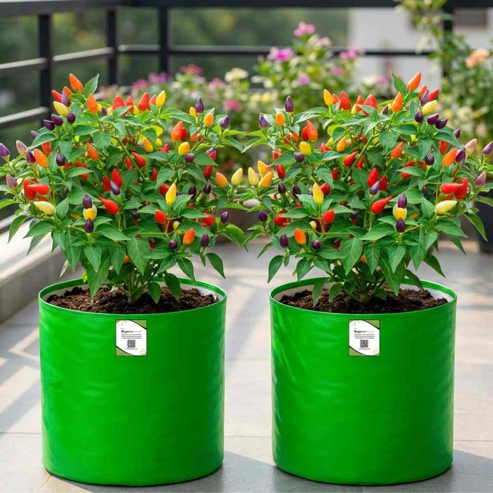 Ornamental Chilly Choice Mix Seeds - (50 Seeds) High Yield | High Germination | Best for Home Gardens (मिर्च के बीज)