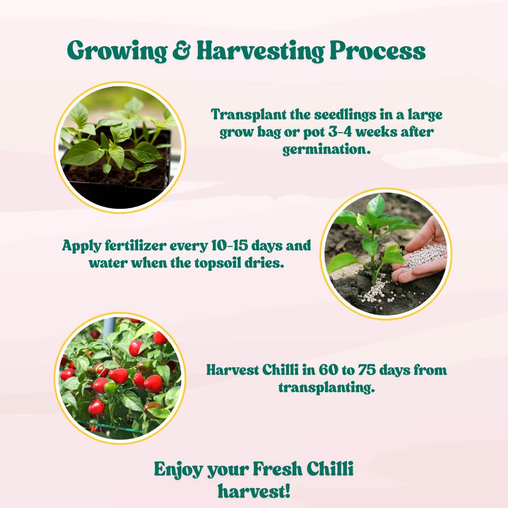 Ornamental Chilly Choice Round Mix Seeds - (50 Seeds) High Yield | High Germination | Best for Home Gardens (मिर्च के बीज)