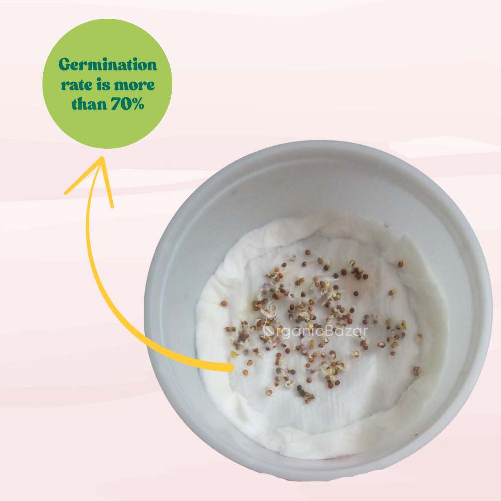 Ornamental Kale Fringed Leaves Mix Seeds - 200 Seeds(Flowering Kale / सजावटी गोभी के बीज) Easy To Grow, High Germination, Perfect for pots, balconies, or Terrace gardens