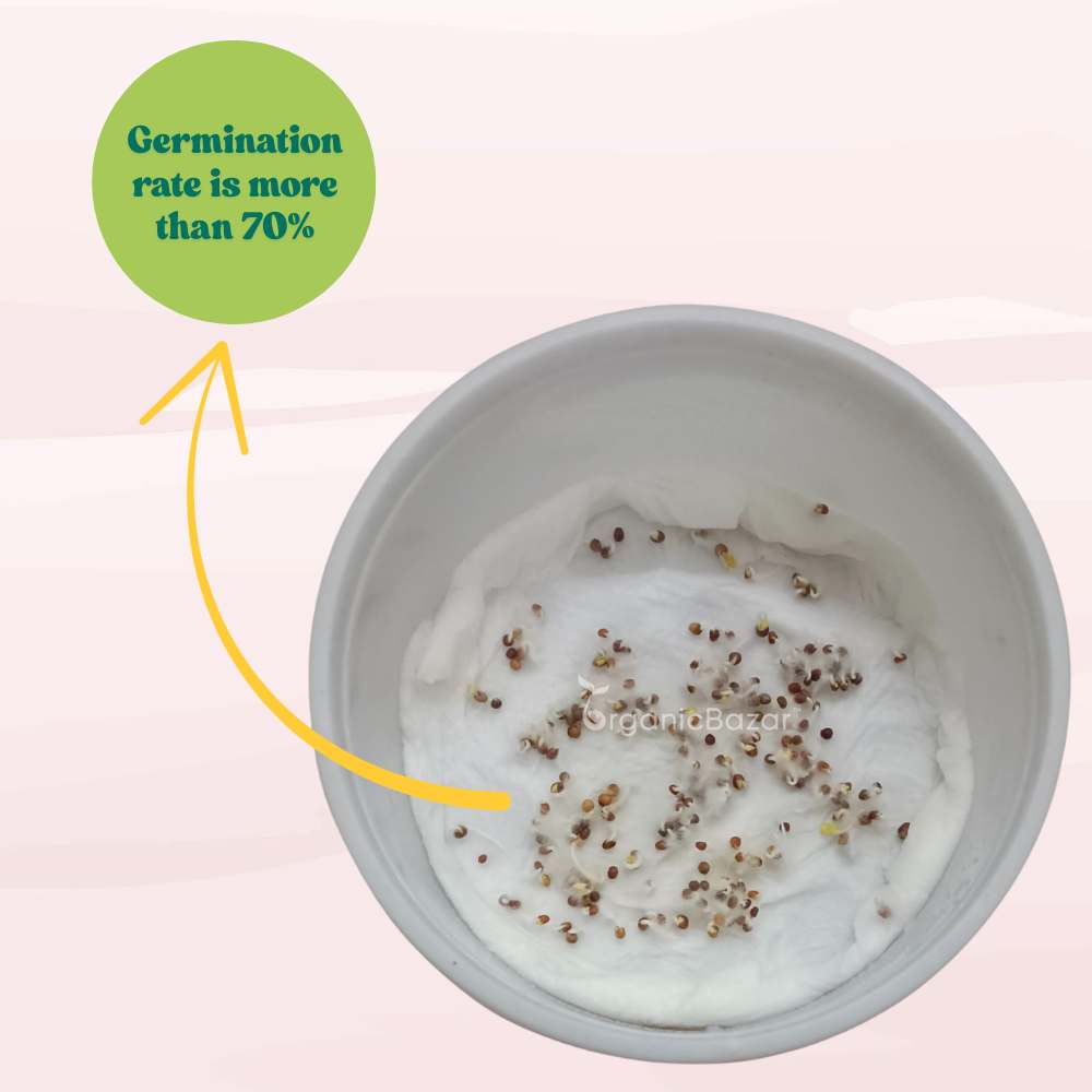 Ornamental Kale Round Leaves Mix Seeds - 200 Seeds (Flowering Kale / सजावटी गोभी के बीज) Easy To Grow, High Germination, Perfect for pots, balconies, or Terrace gardens