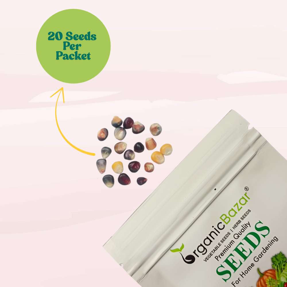 Ornamental Multi Color Corn Seeds - 20 Seeds (Makka/मक्का के बीज) High Germination, Easy to Grow, Premium Quality Ornamental Corn Seeds for Kitchen Gardening