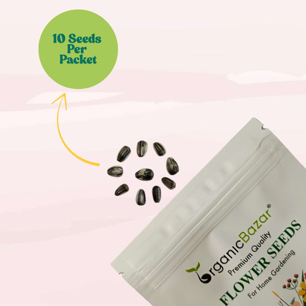 Ornamental Sunflower Seeds For Home Gardening - 10 Seeds (Surajmukhi/ सूरजमुखी के बीज)High Germination/ Easy To grow/ Perfect For Terrace gardening