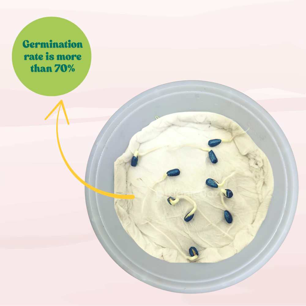 Ornamental Sunflower Seeds For Home Gardening - 10 Seeds (Surajmukhi/ सूरजमुखी के बीज)High Germination/ Easy To grow/ Perfect For Terrace gardening