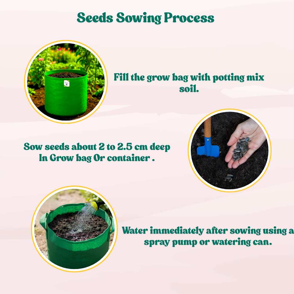 Ornamental Sunflower Seeds For Home Gardening - 10 Seeds (Surajmukhi/ सूरजमुखी के बीज)High Germination/ Easy To grow/ Perfect For Terrace gardening