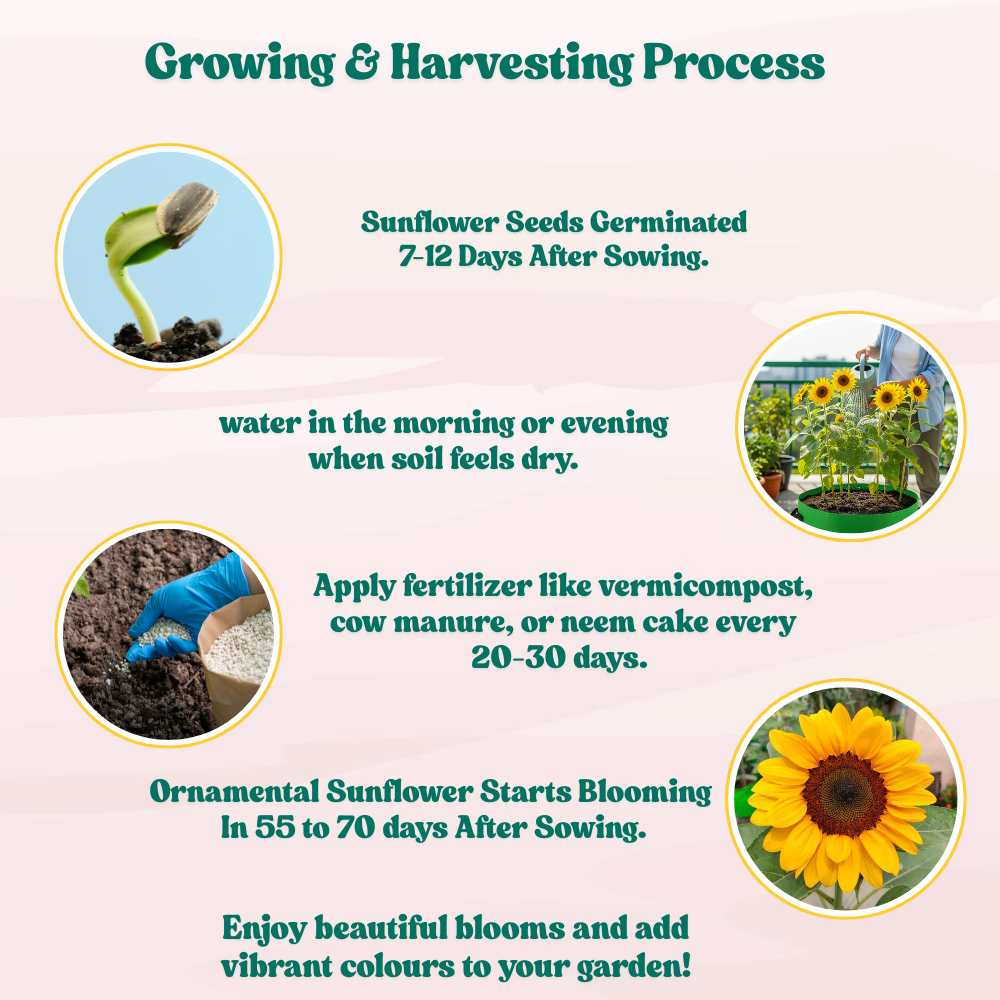 Ornamental Sunflower Seeds For Home Gardening - 10 Seeds (Surajmukhi/ सूरजमुखी के बीज)High Germination/ Easy To grow/ Perfect For Terrace gardening