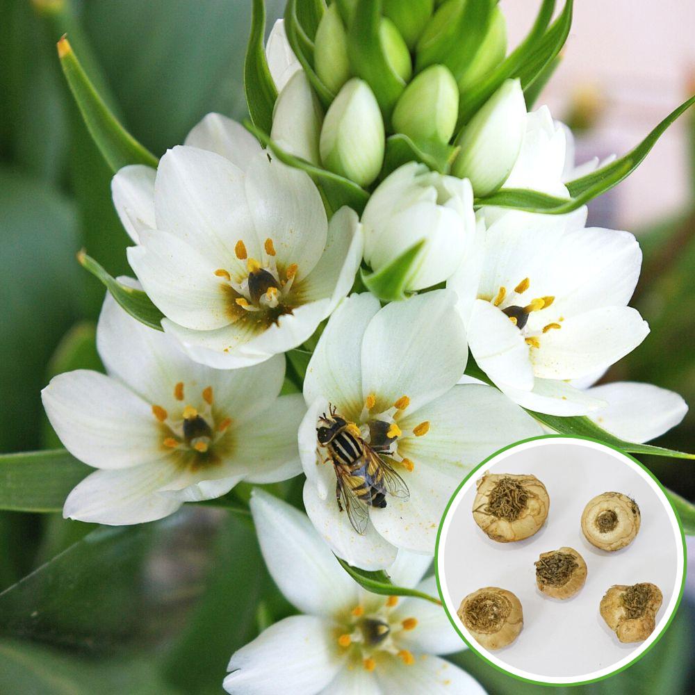 Ornithogalum Chincherinchee Flower Bulb (5N)