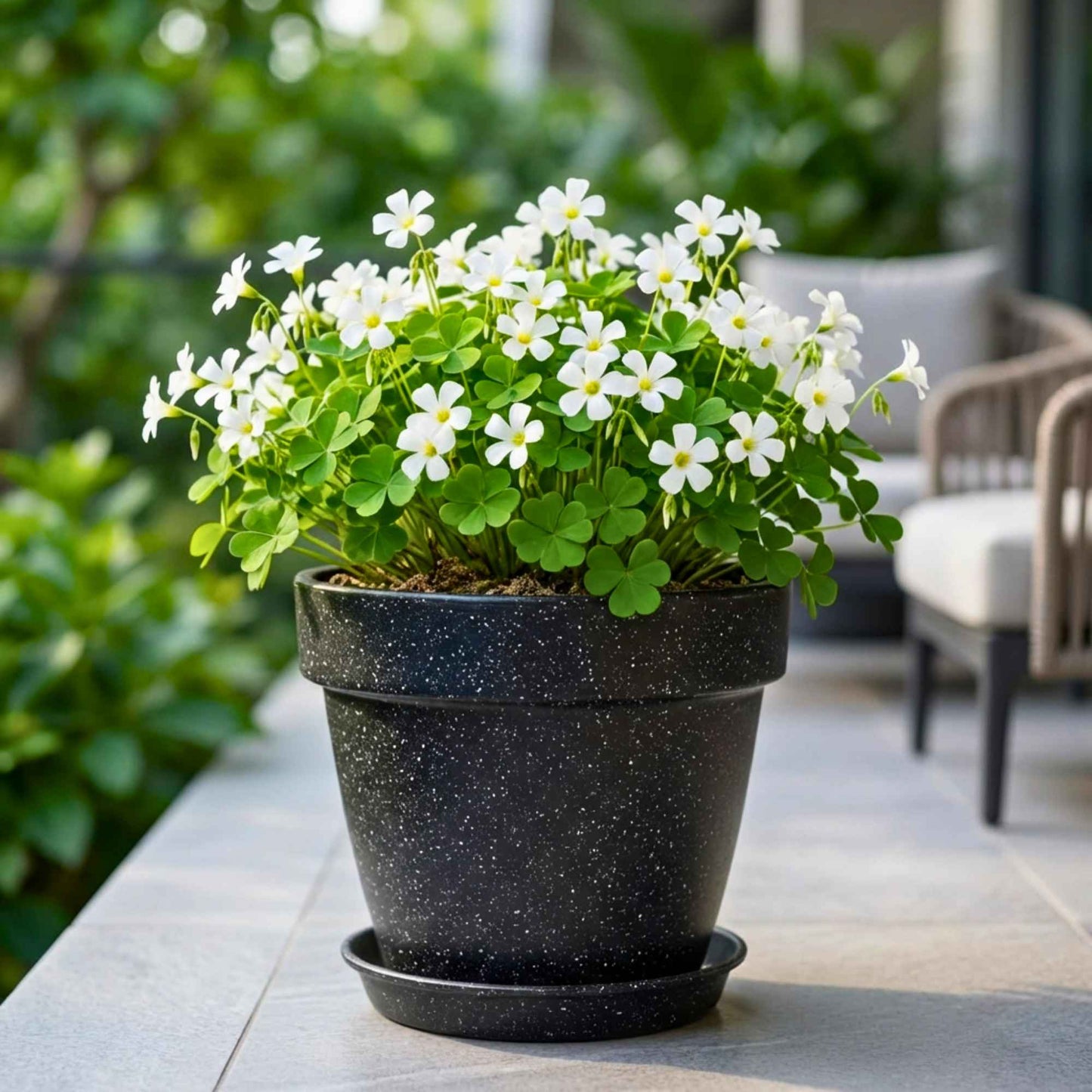 Oxalis White Flower Bulbs (05N)