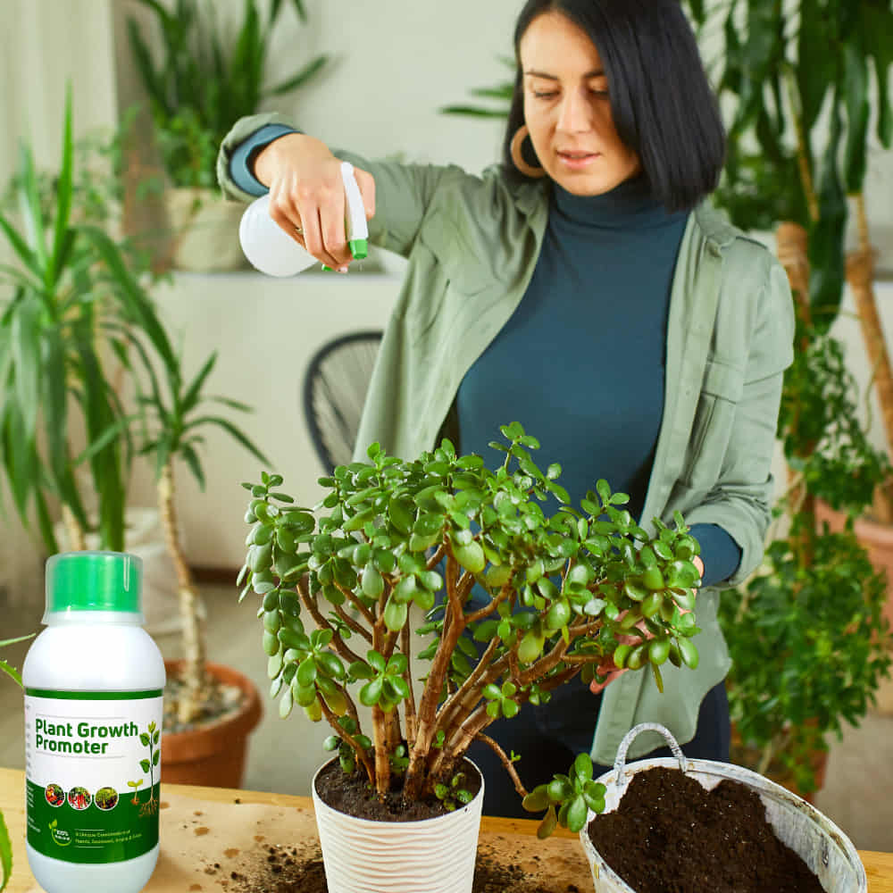 Organic Plant Growth Promoter (Liquid Fertilizer)