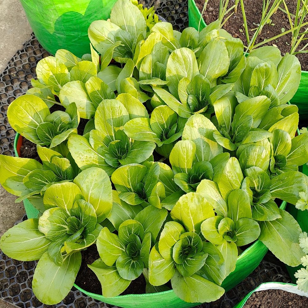 Pak Choi (Bok Choi) Seeds - 150 Seeds (पाक चोई के बीज)