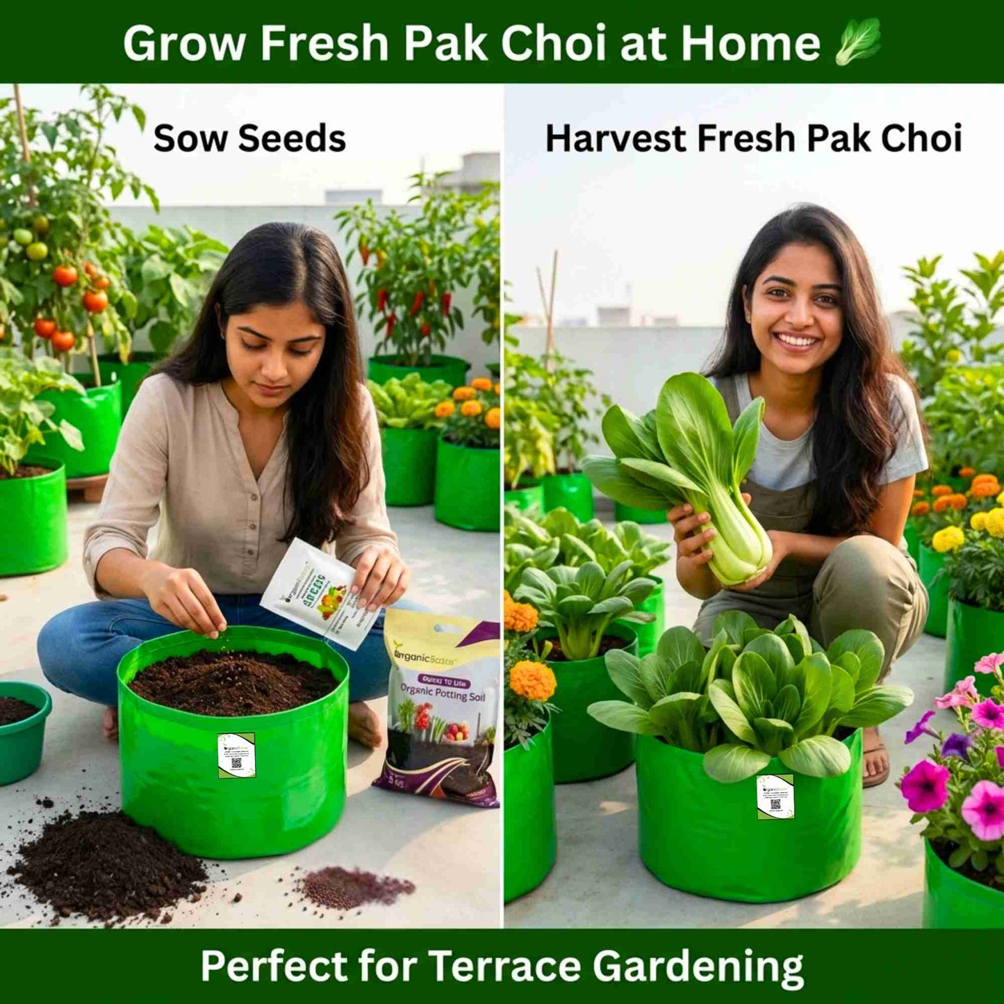 Pak Choi (Bok Choi) Seeds - 150 Seeds (पाक चोई के बीज)