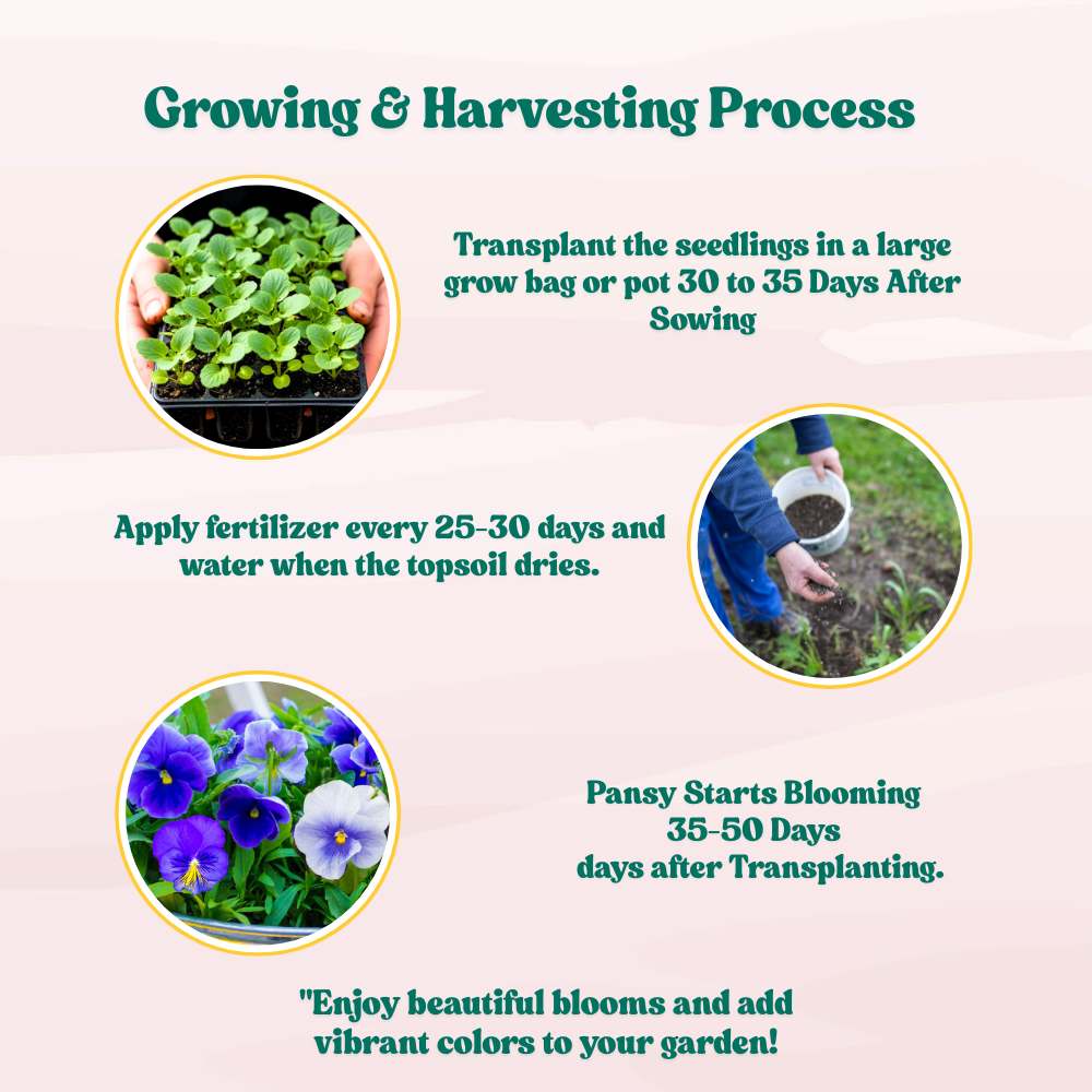 Pansy Swiss Giant Blue seeds (150 Seeds) Easy To Grow, High Germination, Perfect for pots, balconies, or Terrace gardens