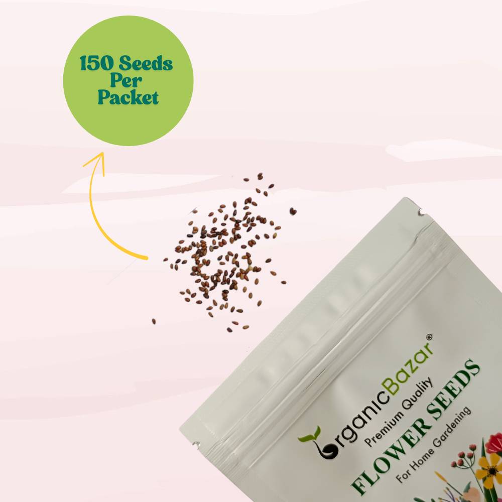 Pansy Swiss Giant White Seeds (150 Seeds) Easy To Grow, High Germination, Perfect for pots, balconies, or Terrace gardens